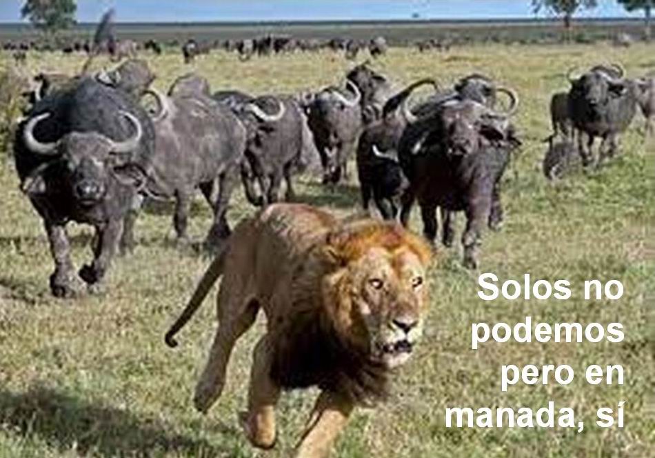 Vídeo "Batalla en el parque Kruger, búfalos vs leones"